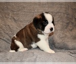 Small #2 Saint Bernard