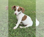 Small #2 Dachshund Mix