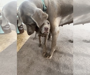 Mother of the Weimaraner puppies born on 11/17/2023