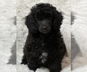 Aussiedoodle Miniature  Puppy for Sale in GREENVILLE, Missouri USA