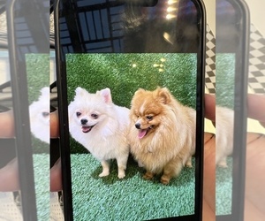 Father of the Pomeranian puppies born on 06/15/2022