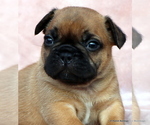 Small Photo #26 French Bulldog Puppy For Sale in WINNSBORO, TX, USA
