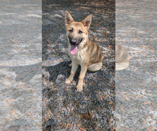 Medium Photo #4 German Shepherd Dog-Unknown Mix Puppy For Sale in Shermans Dale, PA, USA