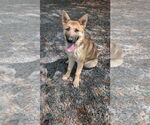 Small #3 German Shepherd Dog Mix