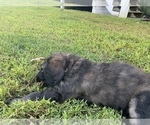 Small Photo #2 Goldendoodle Puppy For Sale in DENTON, NC, USA