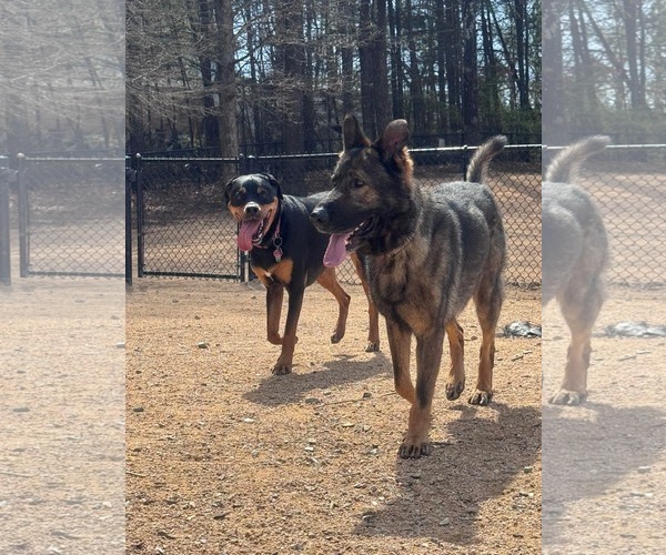 Medium Photo #3 German Shepherd Dog-Unknown Mix Puppy For Sale in Holly Springs, NC, USA