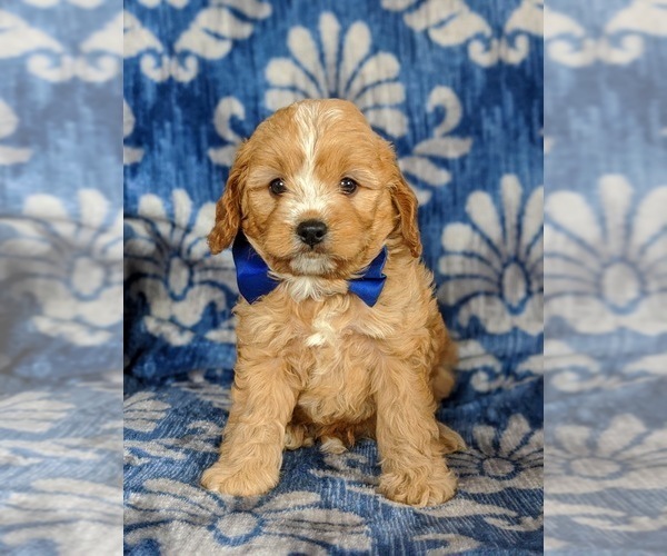 Medium Photo #6 Cavapoo Puppy For Sale in QUARRYVILLE, PA, USA