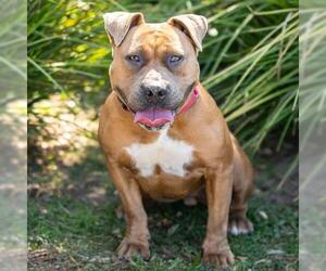 *CHIPOTLE - Female Mutt Dog for Adoption - Photo #3