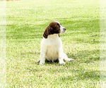 Small Photo #7 English Springer Spaniel Puppy For Sale in FITZGERALD, GA, USA