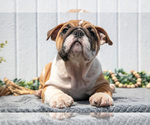 Small #7 English Bulldog