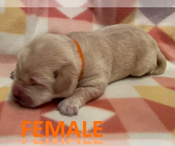 Medium Photo #8 Labrador Retriever Puppy For Sale in OLEAN, NY, USA