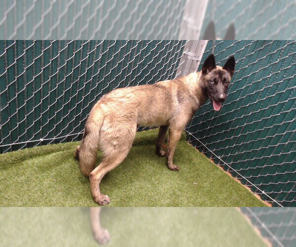 Medium Photo #1 Mutt Puppy For Sale in Downey, CA, USA