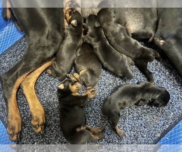 Medium Photo #1 Doberman Pinscher Puppy For Sale in CANTONMENT, FL, USA