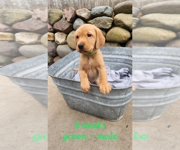 Medium Photo #1 Golden Labrador Puppy For Sale in HAYWARD, WI, USA