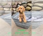 Small Photo #1 Golden Labrador Puppy For Sale in HAYWARD, WI, USA