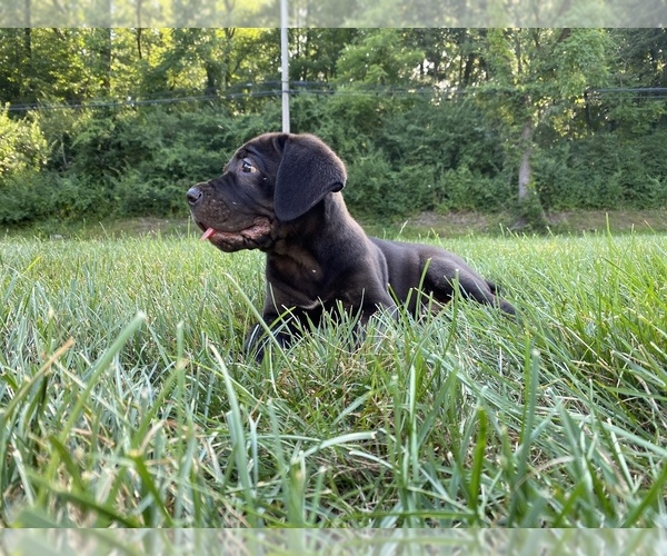 Full screen Photo #2 Cane Corso Puppy For Sale in NARVON, PA, USA