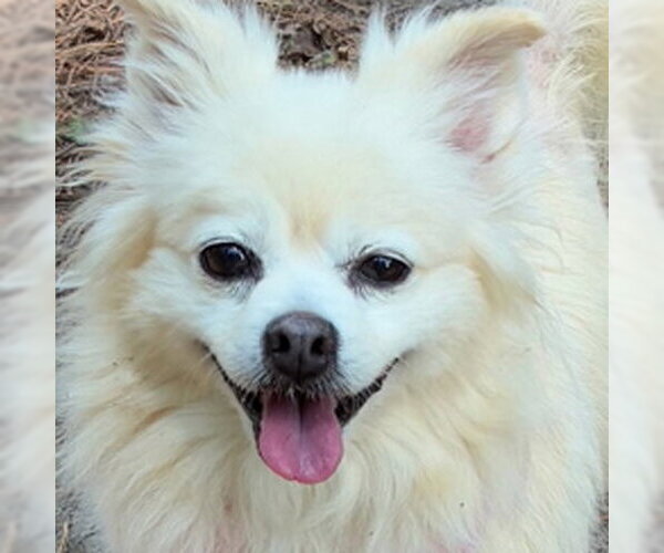 Medium Photo #6 Pomeranian Puppy For Sale in Arlington, VA, USA