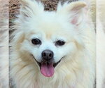 Small #5 Pomeranian
