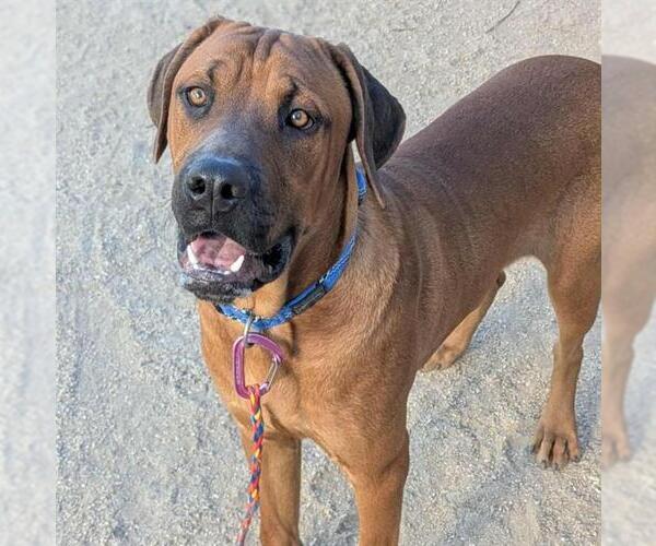 Medium Photo #2 Mutt Puppy For Sale in Las Vegas, NV, USA