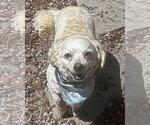 Small #5 Poodle (Miniature) Mix