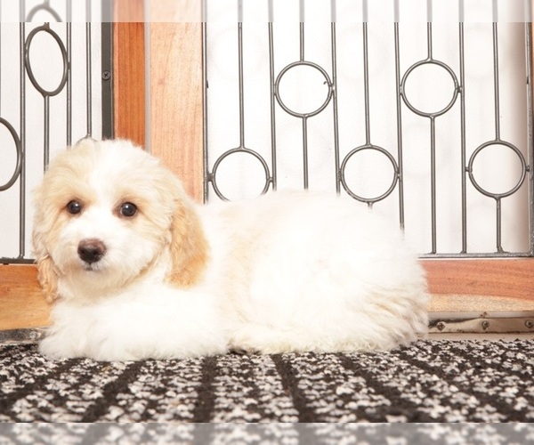 Medium Photo #1 Bichpoo Puppy For Sale in NAPLES, FL, USA