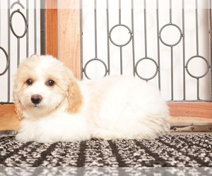 Medium Bichpoo
