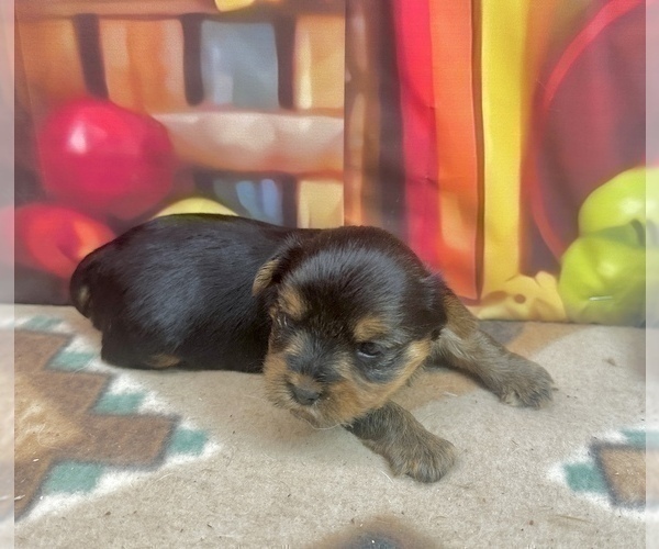 Medium Photo #23 Yorkshire Terrier Puppy For Sale in CASSVILLE, MO, USA
