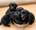 Small Labrador Retriever Mix