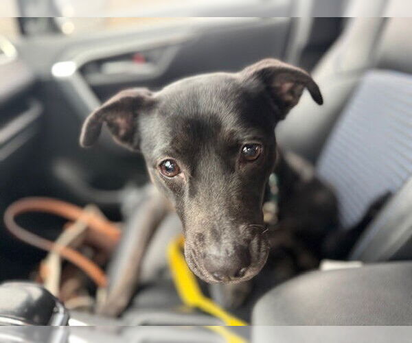 Medium Photo #11 Labrador Retriever-Unknown Mix Puppy For Sale in Garner, NC, USA
