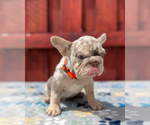 Small #1 French Bulldog