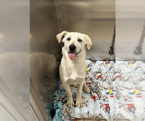 Pyrenees Husky Dogs for adoption in Fairbanks, AK, USA