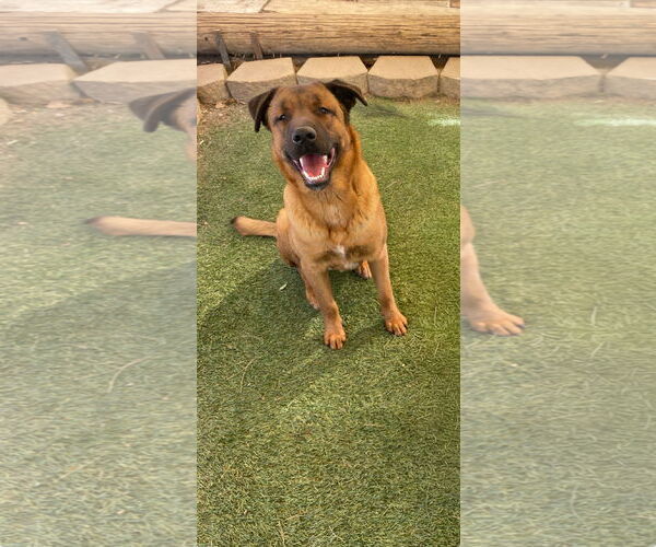 Medium Photo #8 Mutt Puppy For Sale in La Verne, CA, USA