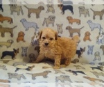 Small Photo #3 Poodle (Toy) Puppy For Sale in WINSTON SALEM, NC, USA