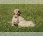 Small Photo #5 Golden Retriever Puppy For Sale in CLOVIS, CA, USA