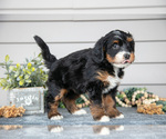 Small #2 Bernedoodle (Miniature)