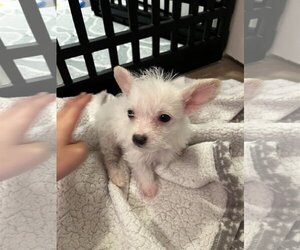 Maltese-Unknown Mix Dogs for adoption in Tustin, CA, USA
