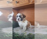 Small Photo #5 Shih Tzu-Zuchon Mix Puppy For Sale in GREENWOOD, WI, USA