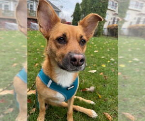 Mutt Dogs for adoption in Plainfield, IL, USA