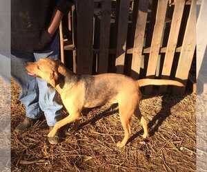 JuJu Mac - Male Mutt Dog for Adoption - Photo #4