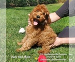 Small Photo #5 Goldendoodle Puppy For Sale in BREA, CA, USA