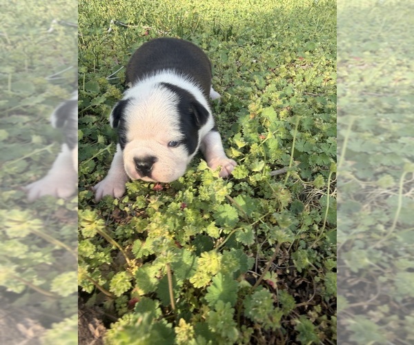 Medium Photo #9 Boston Terrier Puppy For Sale in FREDONIA, KS, USA