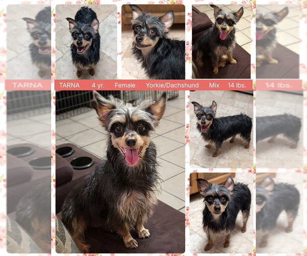 Medium Photo #2 Dachshund-Unknown Mix Puppy For Sale in Mesa, AZ, USA