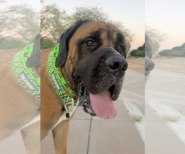 Medium Photo #2 Mastiff Puppy For Sale in Goodyear, AZ, USA