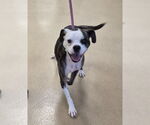 Small Boxer Mix