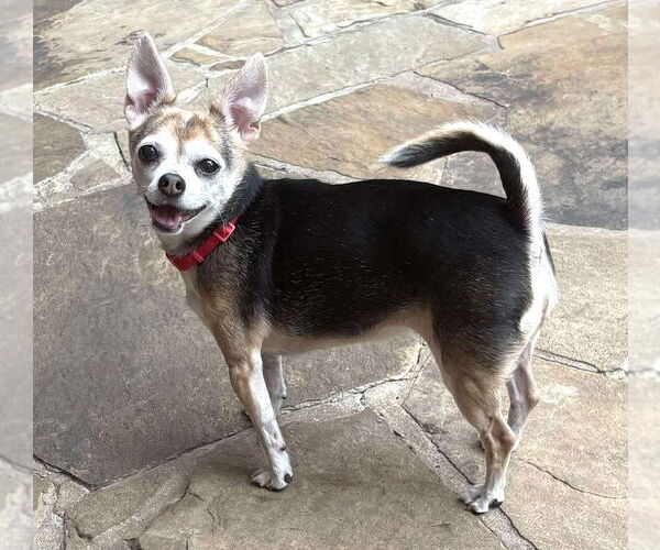 Medium Photo #8 Chihuahua-Unknown Mix Puppy For Sale in Boonton, NJ, USA