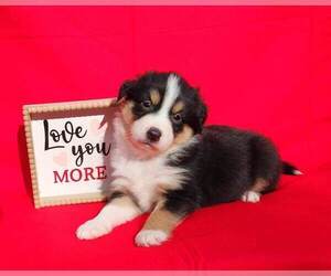Miniature Australian Shepherd Puppy for sale in SANDOWN, NH, USA