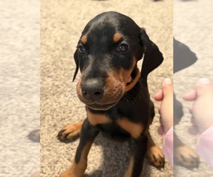Doberman Pinscher Puppy for sale in CHEPACHET, RI, USA