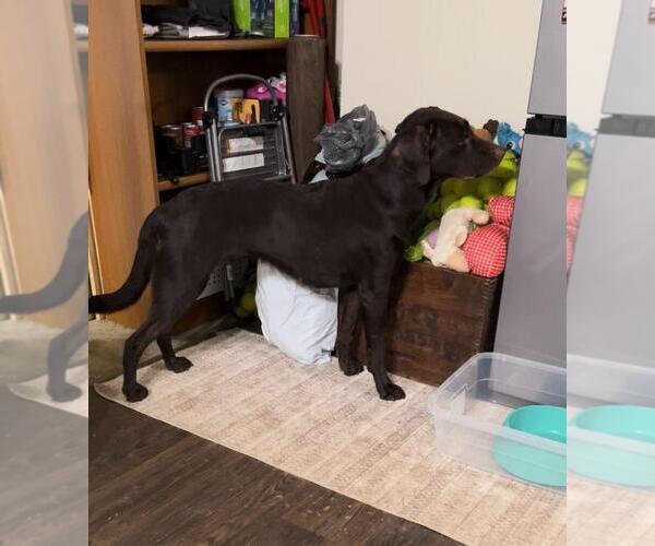 Medium Photo #4 Labrador Retriever Puppy For Sale in Warrington, PA, USA