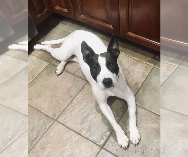 Medium Photo #3 American Pit Bull Terrier-Unknown Mix Puppy For Sale in Staten Island, NY, USA