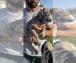 Small Photo #1 Great Dane Puppy For Sale in NORCO, CA, USA